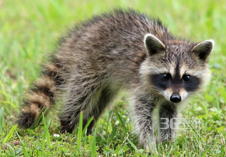 呆萌可爱的小浣熊高清图片12