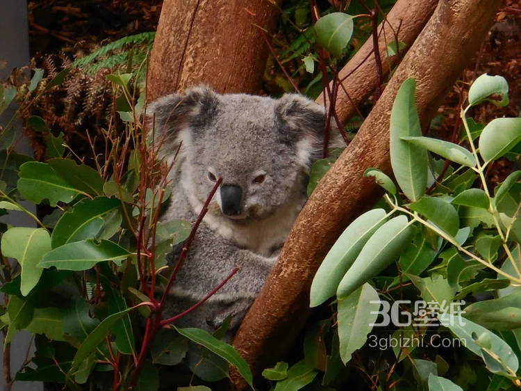 萌熊考拉，书上的考拉高清图片6