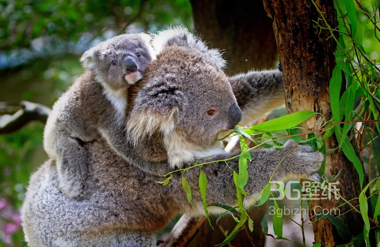 萌熊考拉，书上的考拉高清图片8