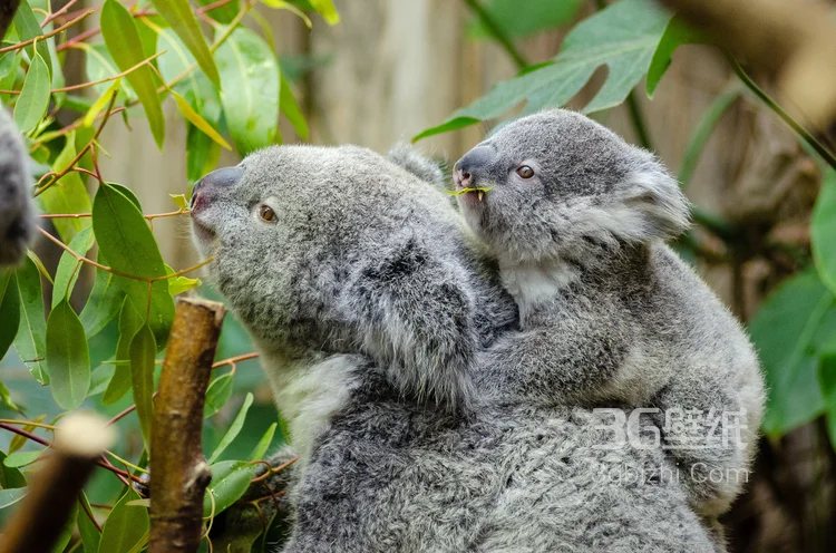 萌熊考拉，书上的考拉高清图片7