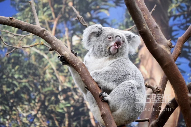 萌熊考拉，书上的考拉高清图片5