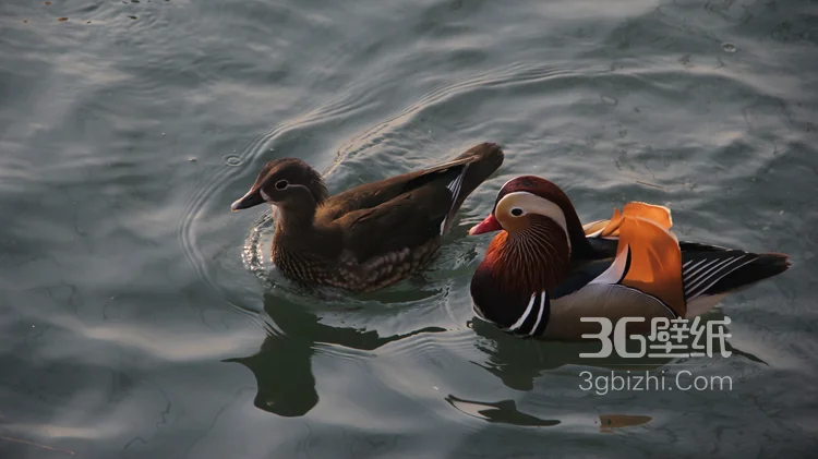 爱情的象征“鸳鸯”图片，鸳鸯戏水素材图片6