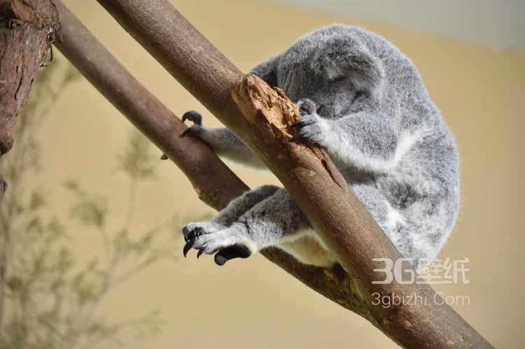 萌熊考拉，书上的考拉高清图片4