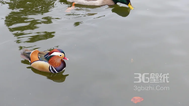 爱情的象征“鸳鸯”图片，鸳鸯戏水素材图片2