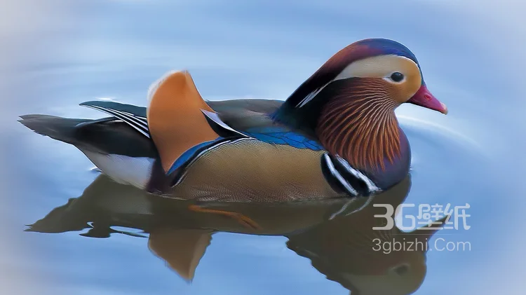 爱情的象征“鸳鸯”图片，鸳鸯戏水素材图片7