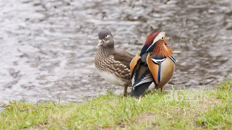 爱情的象征“鸳鸯”图片，鸳鸯戏水素材图片5