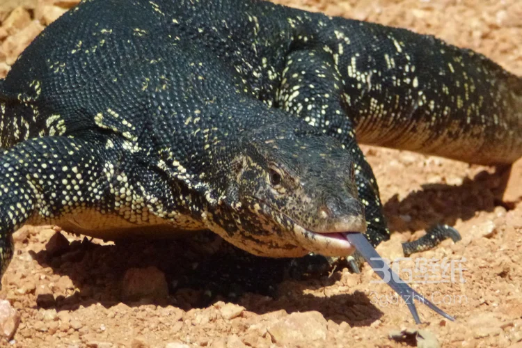 蜥蜴图片，大型蜥蜴图片4