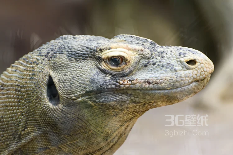 蜥蜴图片，大型蜥蜴图片6