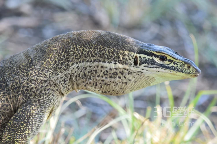 蜥蜴图片，大型蜥蜴图片7