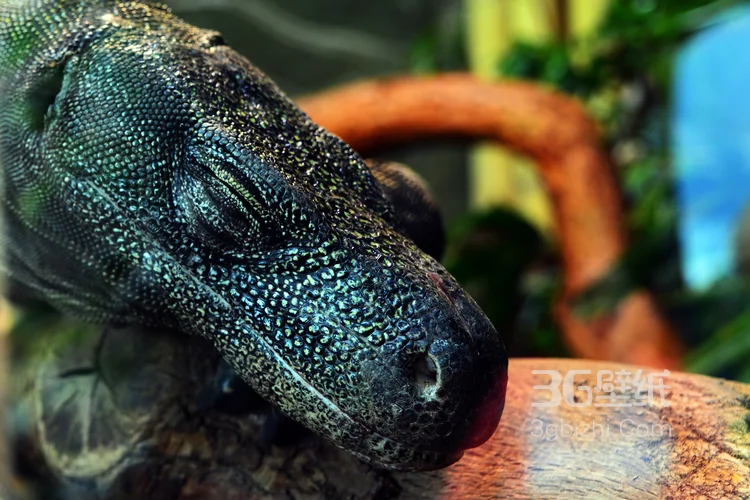 蜥蜴图片，大型蜥蜴图片2