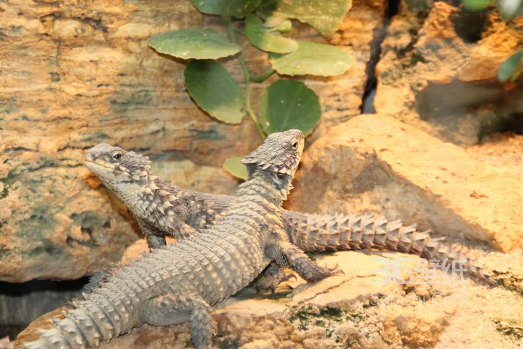 蜥蜴图片，大型蜥蜴图片3