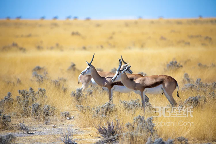 草原上的长角羚羊图片大全2