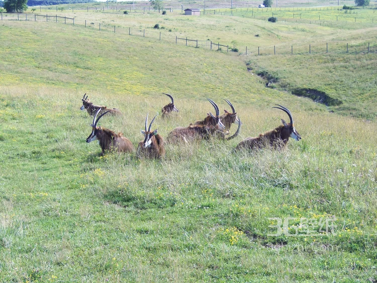 草原上的长角羚羊图片大全7
