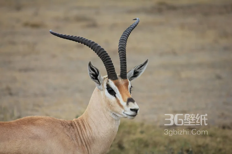 草原上的长角羚羊图片大全5