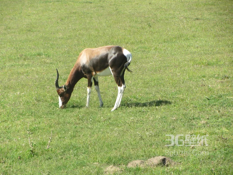 草原上的长角羚羊图片大全10