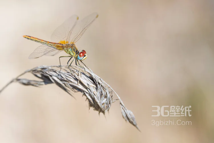 小动物蜻蜓的图片13
