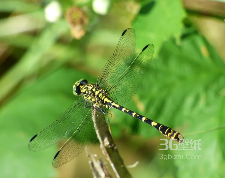 小动物蜻蜓的图片8