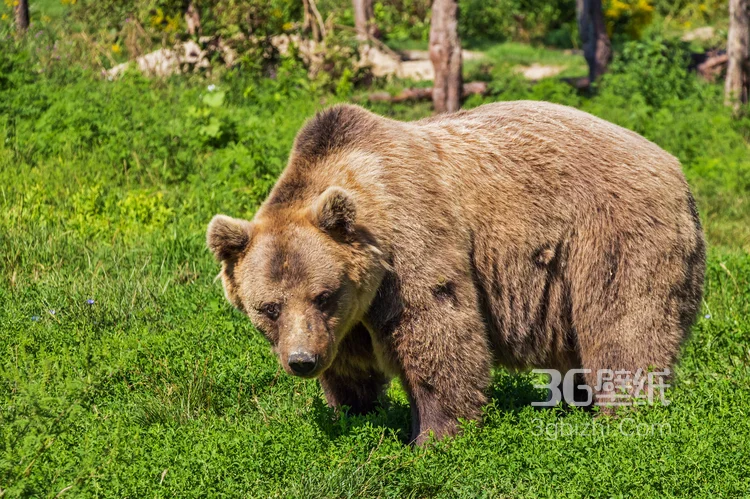 熊的图片，大块头棕熊图片大全3