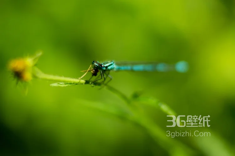 小动物蜻蜓的图片11