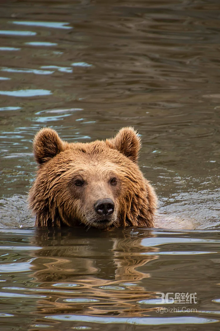熊的图片，大块头棕熊图片大全8