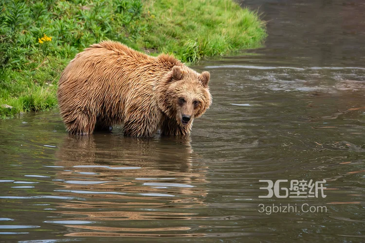 熊的图片，大块头棕熊图片大全7