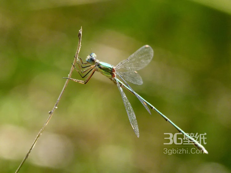 小动物蜻蜓的图片2