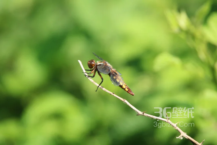 小动物蜻蜓的图片3