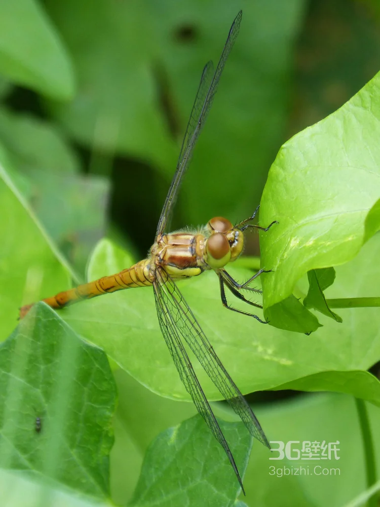 小动物蜻蜓的图片5