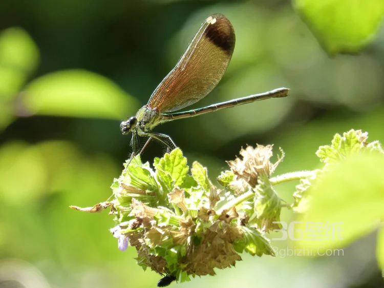 小动物蜻蜓的图片9