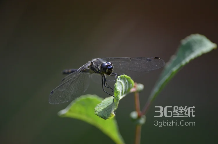 小动物蜻蜓的图片10