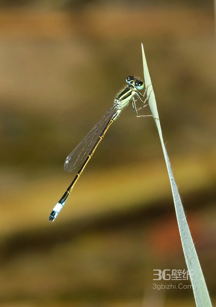 小动物蜻蜓的图片6