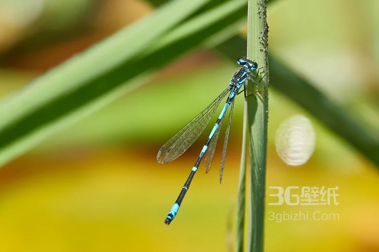 小动物蜻蜓的图片12