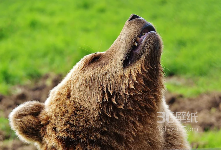 熊的图片，大块头棕熊图片大全6