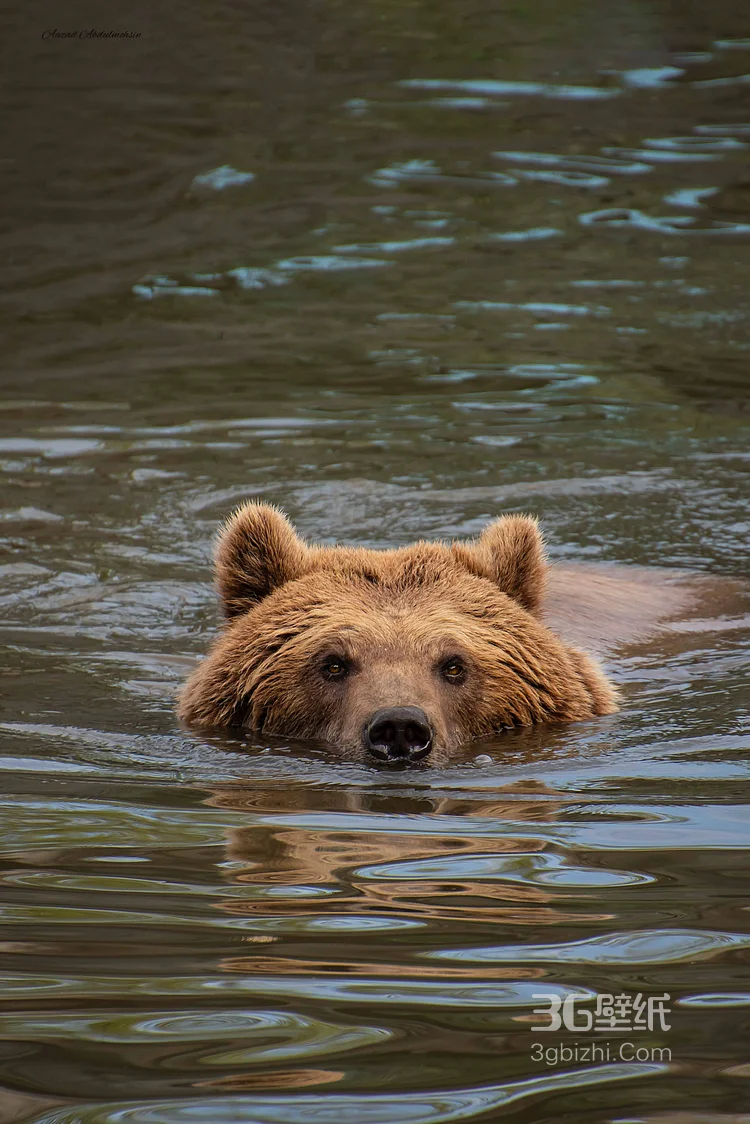 熊的图片，大块头棕熊图片大全9
