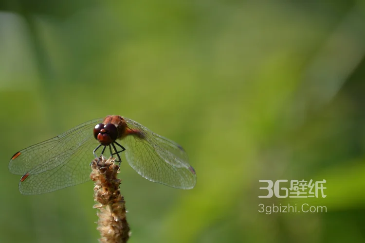 小动物蜻蜓的图片4