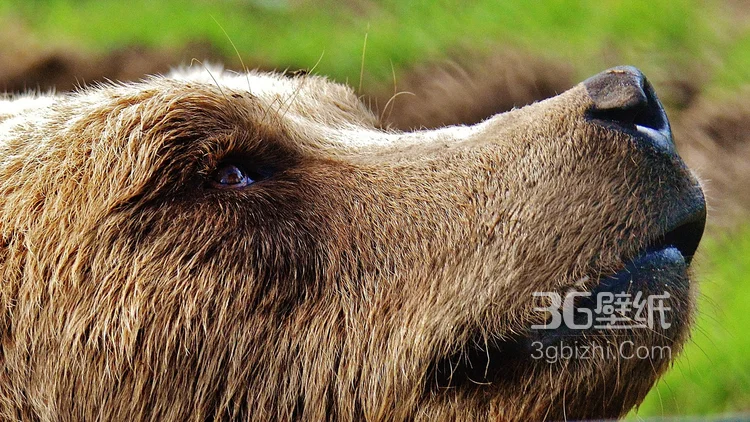 熊的图片，大块头棕熊图片大全2