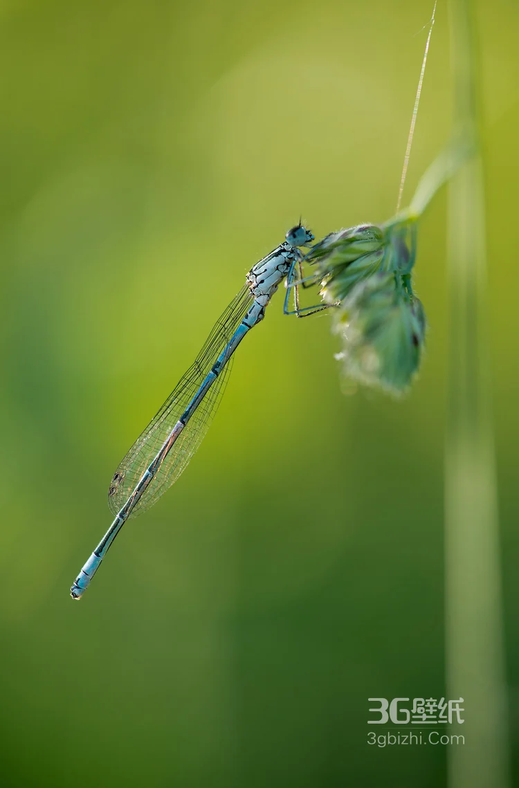 小动物蜻蜓的图片7