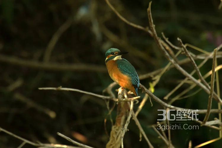 “一只黄鹂鸣翠柳”的鸟类黄鹂的高清图片13