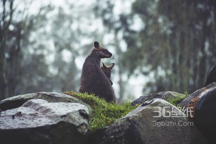 野生的袋鼠，可爱的跳远高手袋鼠图片8