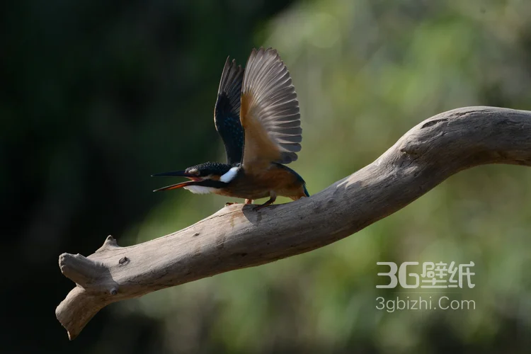 “一只黄鹂鸣翠柳”的鸟类黄鹂的高清图片7