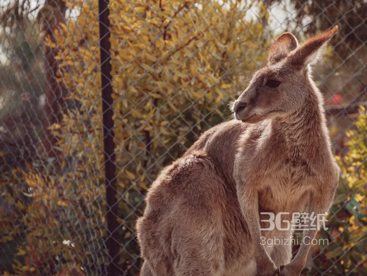 野生的袋鼠，可爱的跳远高手袋鼠图片2