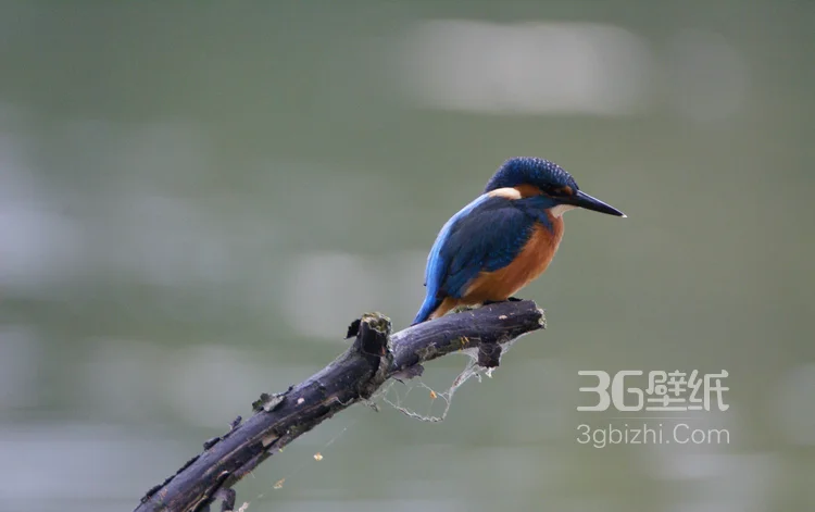 “一只黄鹂鸣翠柳”的鸟类黄鹂的高清图片4