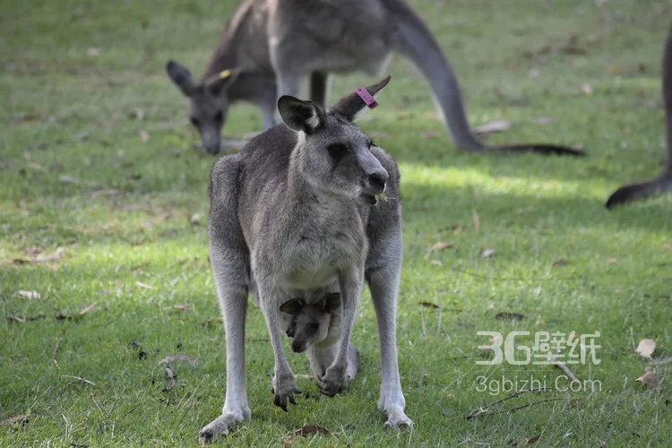 野生的袋鼠，可爱的跳远高手袋鼠图片3