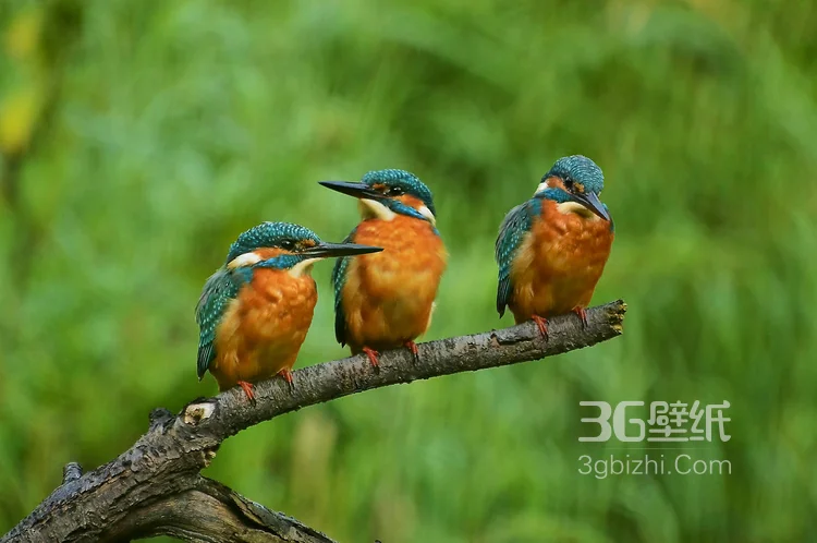 “一只黄鹂鸣翠柳”的鸟类黄鹂的高清图片3