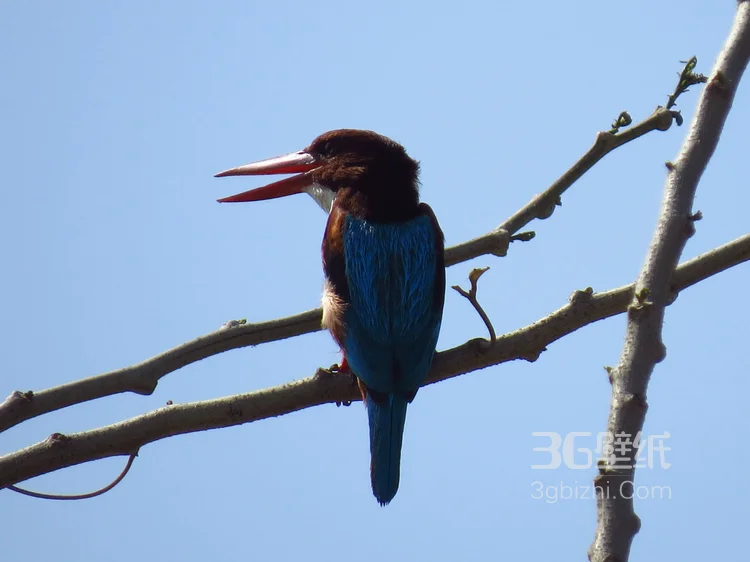 “一只黄鹂鸣翠柳”的鸟类黄鹂的高清图片12