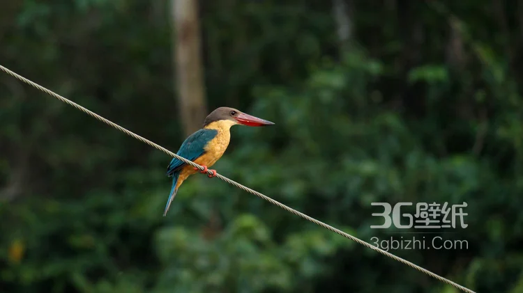 “一只黄鹂鸣翠柳”的鸟类黄鹂的高清图片2