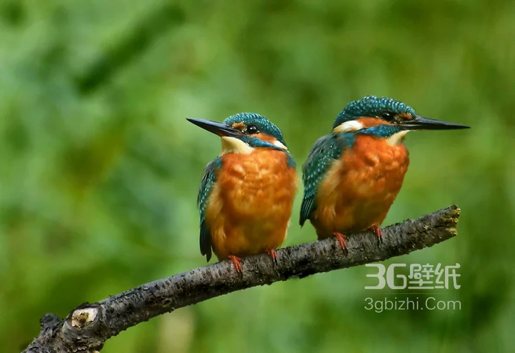“一只黄鹂鸣翠柳”的鸟类黄鹂的高清图片6