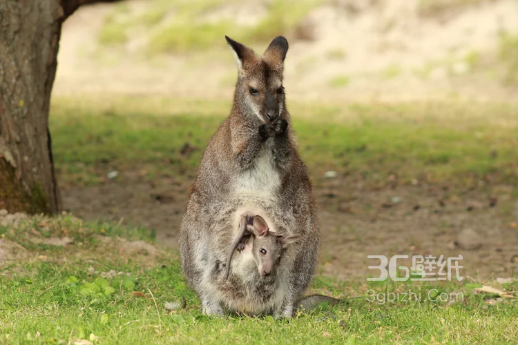 野生的袋鼠，可爱的跳远高手袋鼠图片5