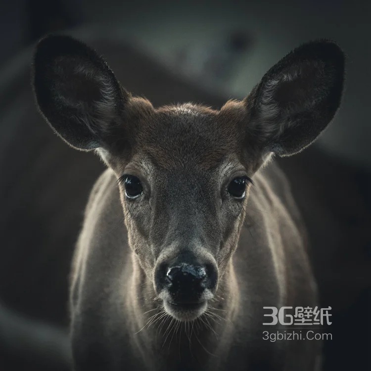 野生的袋鼠，可爱的跳远高手袋鼠图片7