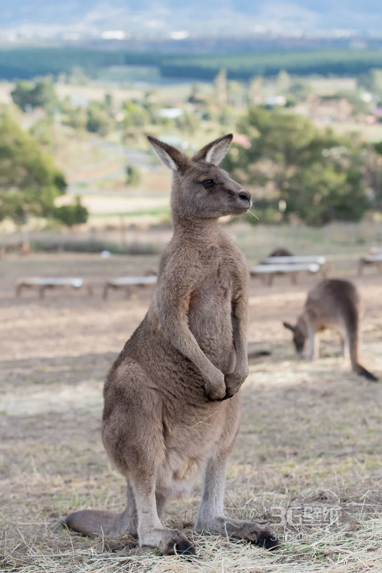 野生的袋鼠，可爱的跳远高手袋鼠图片6